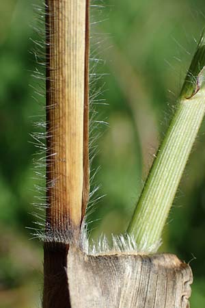 Panicum miliaceum subsp. agricola \ Bauern-Rispen-Hirse, D Mannheim 22.10.2022