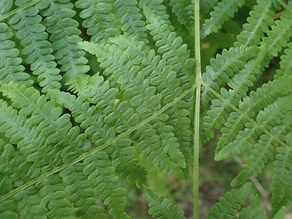 Pteridium aquilinum \ Adlerfarn, D Neu-Isenburg 30.5.2023