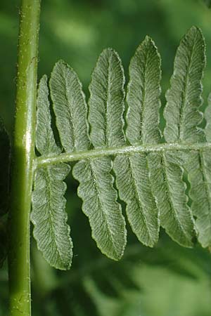 Pteridium aquilinum \ Adlerfarn / Bracken, D Neu-Isenburg 30.5.2023