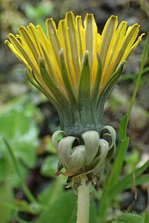 Taraxacum sect. Ruderalia \ Gewhnlicher Lwenzahn, Kuhblume / Dandelion, D Viernheim 3.4.2024