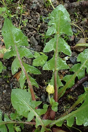 Taraxacum sect. Ruderalia \ Gewhnlicher Lwenzahn, Kuhblume / Dandelion, D Viernheim 3.4.2024