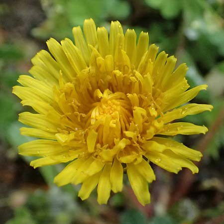 Taraxacum sect. Ruderalia \ Gewhnlicher Lwenzahn, Kuhblume / Dandelion, D Viernheim 3.4.2024