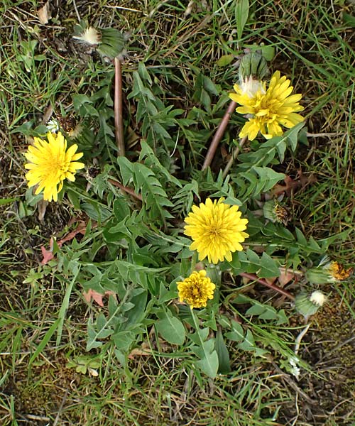 Taraxacum parnassicum / Parnassus Dandelion, D Hockenheim 8.4.2024