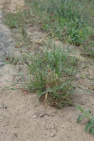 Poa bulbosa \ Knolliges Rispengras / Bulbous Meadow Grass, D Sandhausen 26.4.2018