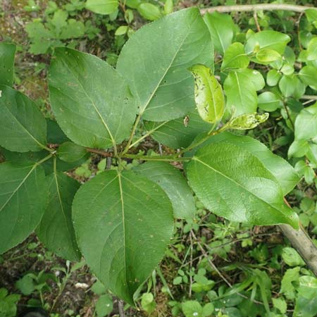 Populus x berolinensis \ Berliner Lorbeer-Pappel, D Heidelberg 19.5.2018