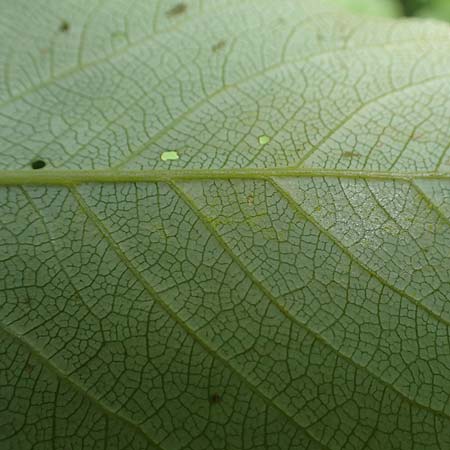 Populus x berolinensis \ Berliner Lorbeer-Pappel / Berlin Poplar, D Heidelberg 19.5.2018