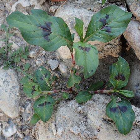 Persicaria brittingeri \ Ufer-Knterich, Fluss-Knterich / Pale Persicaria, D Köln-Zündorf 22.8.2018