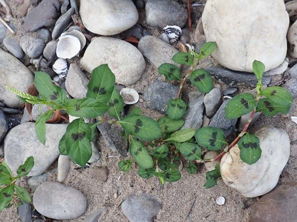 Persicaria brittingeri \ Ufer-Knterich, Fluss-Knterich / Pale Persicaria, D Köln-Zündorf 22.8.2018