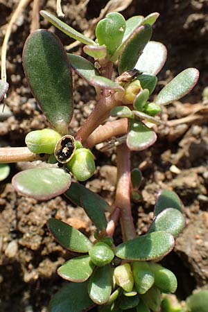 Portulaca papillatostellulata / Papillae-Stellate Purslane, D Bamberg 5.9.2018