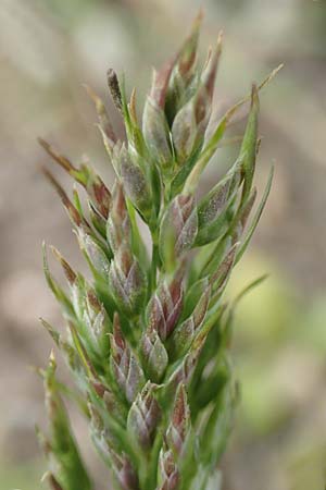 Poa bulbosa \ Knolliges Rispengras / Bulbous Meadow Grass, D Hockenheim 12.4.2019