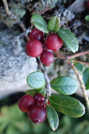 Vaccinium vitis-idaea \ Preiselbeere / Cowberry, D Schwarzwald/Black-Forest, Hornisgrinde 4.9.2019