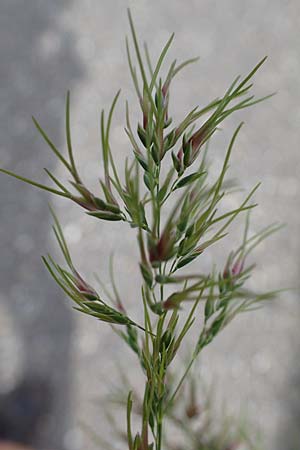 Poa bulbosa \ Knolliges Rispengras, D Hockenheim 26.4.2023