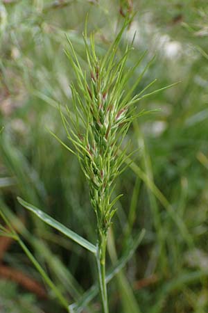 Poa bulbosa \ Knolliges Rispengras, D Hockenheim 26.4.2023