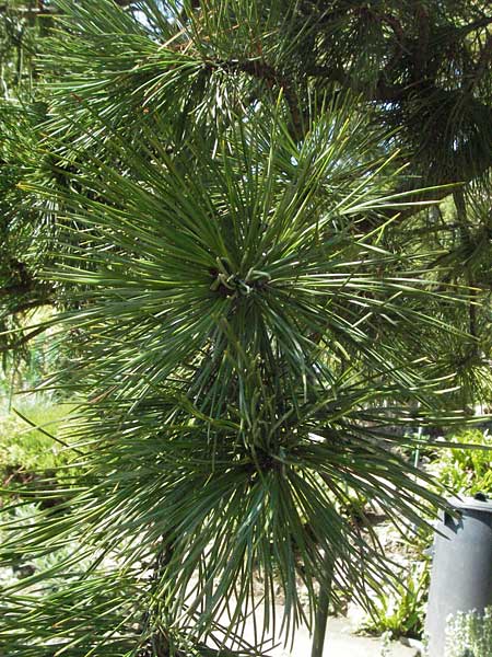 Pinus cembra \ Zirbel-Kiefer, Arve / Arolla Pine, Swiss Stone Pine, D Botan. Gar.  Universit.  Mainz 4.8.2007