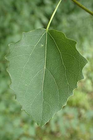 Populus tremula \ Zitter-Pappel, Espe / Aspen, D Obernburg am Main 25.6.2016