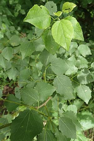 Populus tremula / Aspen, D Obernburg am Main 25.6.2016