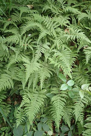 Phegopteris connectilis / Beech Fern, D Heidelberg 29.7.2016