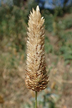 Phalaris canariensis \ Echtes Glanzgras, Kanariengras, D Mannheim 5.8.2016