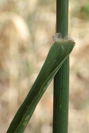 Phalaris canariensis \ Echtes Glanzgras, Kanariengras, D Mannheim 5.8.2016