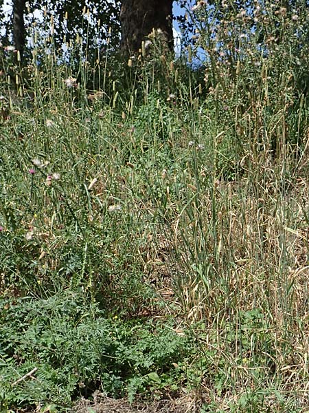 Phalaris canariensis \ Echtes Glanzgras, Kanariengras, D Mannheim 5.8.2016