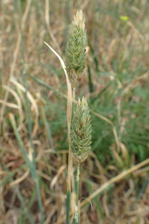 Phalaris canariensis \ Echtes Glanzgras, Kanariengras, D Mannheim 6.8.2016