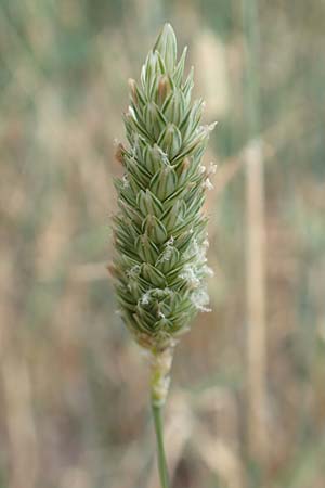 Phalaris canariensis, Canary Grass