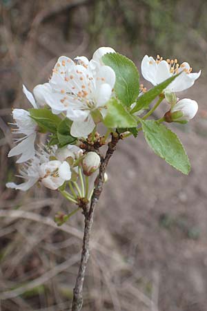 Prunus cerasifera \ Kirschpflaume / Cherry Plum, D Heidelberg 17.3.2017