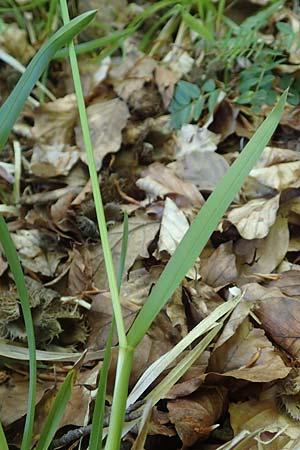 Poa chaixii \ Berg-Rispengras, Wald-Rispengras / Forest Blue Grass, D Ober-Ramstadt 26.5.2017