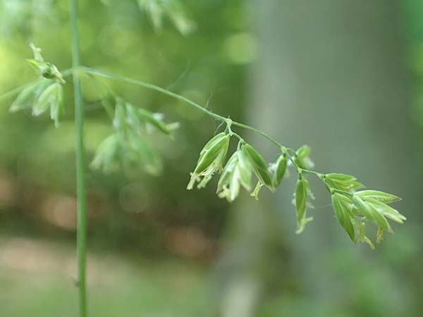 Poa chaixii \ Berg-Rispengras, Wald-Rispengras / Forest Blue Grass, D Ober-Ramstadt 26.5.2017