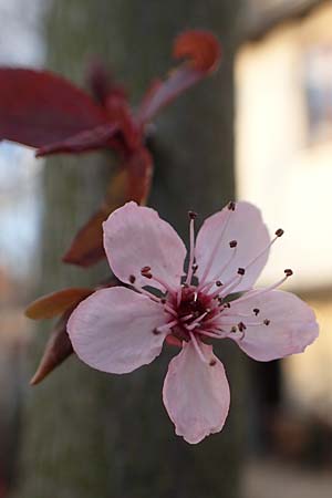 Prunus cerasifera \ Kirschpflaume / Cherry Plum, D Mannheim 29.3.2018