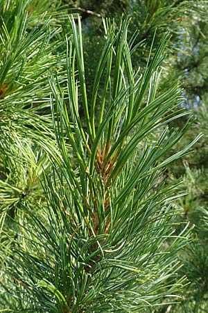 Pinus cembra \ Zirbel-Kiefer, Arve / Arolla Pine, Swiss Stone Pine, D Botan. Gar.  Universit.  Tübingen 6.6.2018