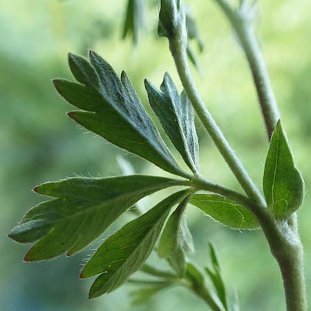 Potentilla collina s.l. / Palmleaf Cinquefoil, D Mannheim 17.5.2019