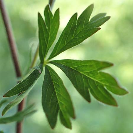 Potentilla collina s.l. \ Hgel-Fingerkraut / Palmleaf Cinquefoil, D Mannheim 17.5.2019