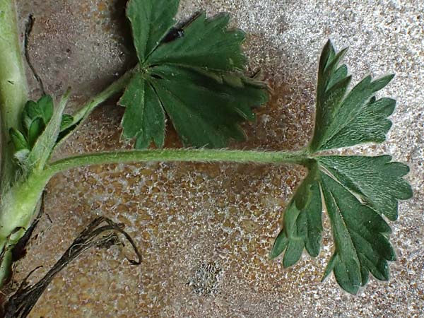 Potentilla collina s.l. \ Hgel-Fingerkraut / Palmleaf Cinquefoil, D Mannheim 8.4.2022