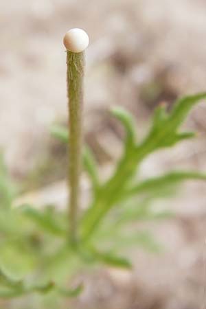 Papaver dubium subsp. confine \ Verkannter Saat-Mohn / Long-Headed Poppy, D Mannheim 19.5.2015