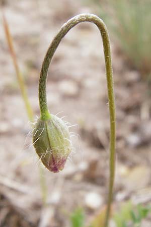 Papaver dubium subsp. confine \ Verkannter Saat-Mohn / Long-Headed Poppy, D Mannheim 19.5.2015
