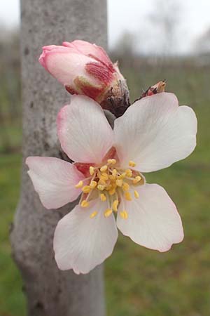 Prunus dulcis / Almond, D Deidesheim 21.2.2016