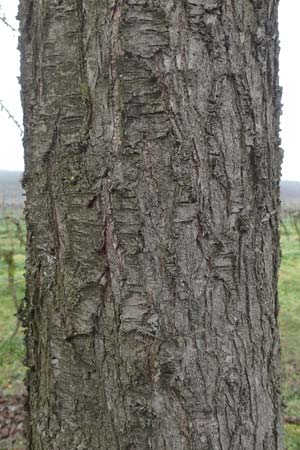 Prunus dulcis \ Mandel, D Deidesheim 21.2.2016