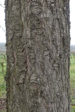 Prunus dulcis / Almond, D Deidesheim 21.2.2016