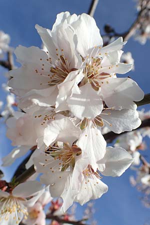 Prunus dulcis \ Mandel / Almond, D Neustadt an der Weinstraße 15.3.2020