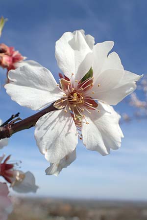 Prunus dulcis \ Mandel, D Neustadt an der Weinstraße 15.3.2020