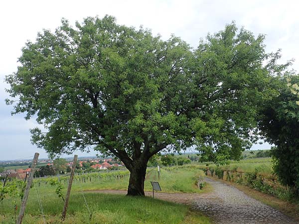 Prunus dulcis \ Mandel / Almond, D Pfalz, Forst 4.6.2021