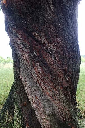 Prunus dulcis \ Mandel / Almond, D Pfalz, Forst 4.6.2021