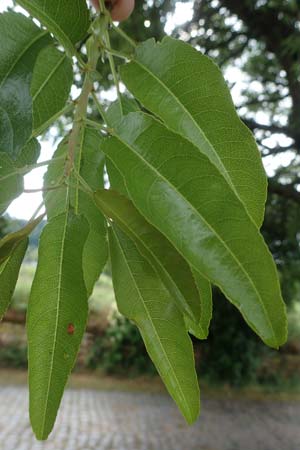 Prunus dulcis \ Mandel, D Pfalz, Forst 4.6.2021