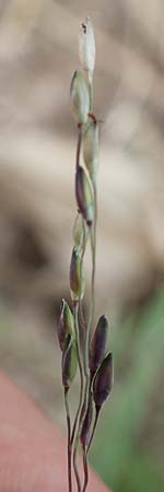 Panicum dichotomiflorum \ Gabelstige Rispen-Hirse / Fall Panicgrass, D Baden-Baden 3.9.2022