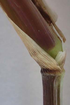 Panicum dichotomiflorum \ Gabelstige Rispen-Hirse / Fall Panicgrass, D Baden-Baden 4.9.2022