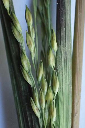 Panicum dichotomiflorum \ Gabelstige Rispen-Hirse / Fall Panicgrass, D Baden-Baden 4.9.2022