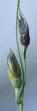 Panicum dichotomiflorum \ Gabelstige Rispen-Hirse / Fall Panicgrass, D Baden-Baden 4.9.2022