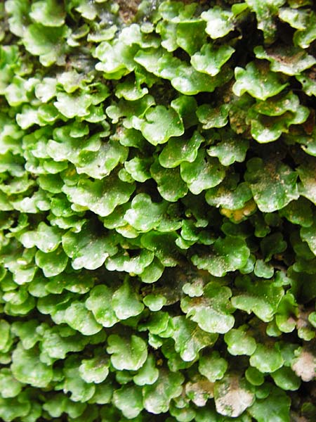 Pellia epiphylla \ Gemeines Beckenmoos / Overleaf Pellia, Common Pellia, D Zwingenberg am Neckar 31.5.2015