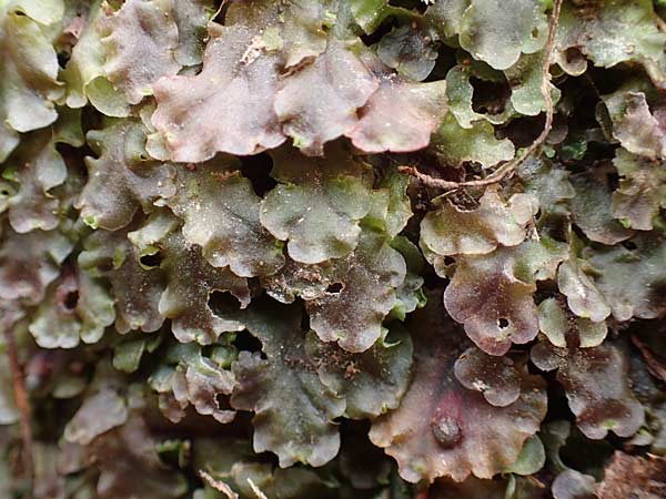 Pellia epiphylla \ Gemeines Beckenmoos / Overleaf Pellia, Common Pellia, D Schriesheim-Altenbach 22.2.2015